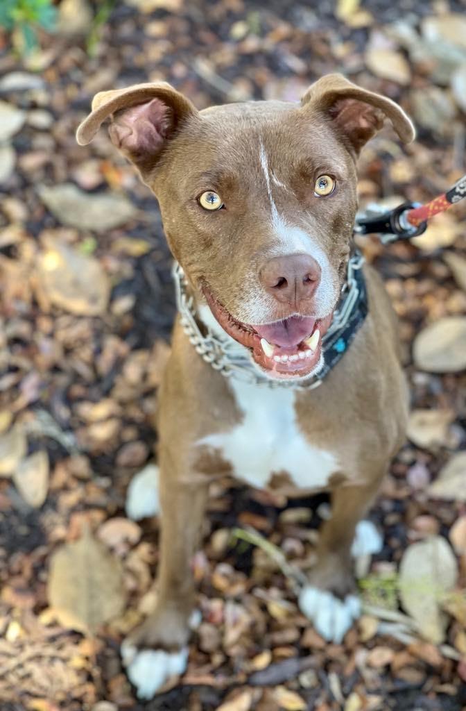 Enlarge Peter aka Max, a Adoptable mixed breed in Macon, GA image 2/6