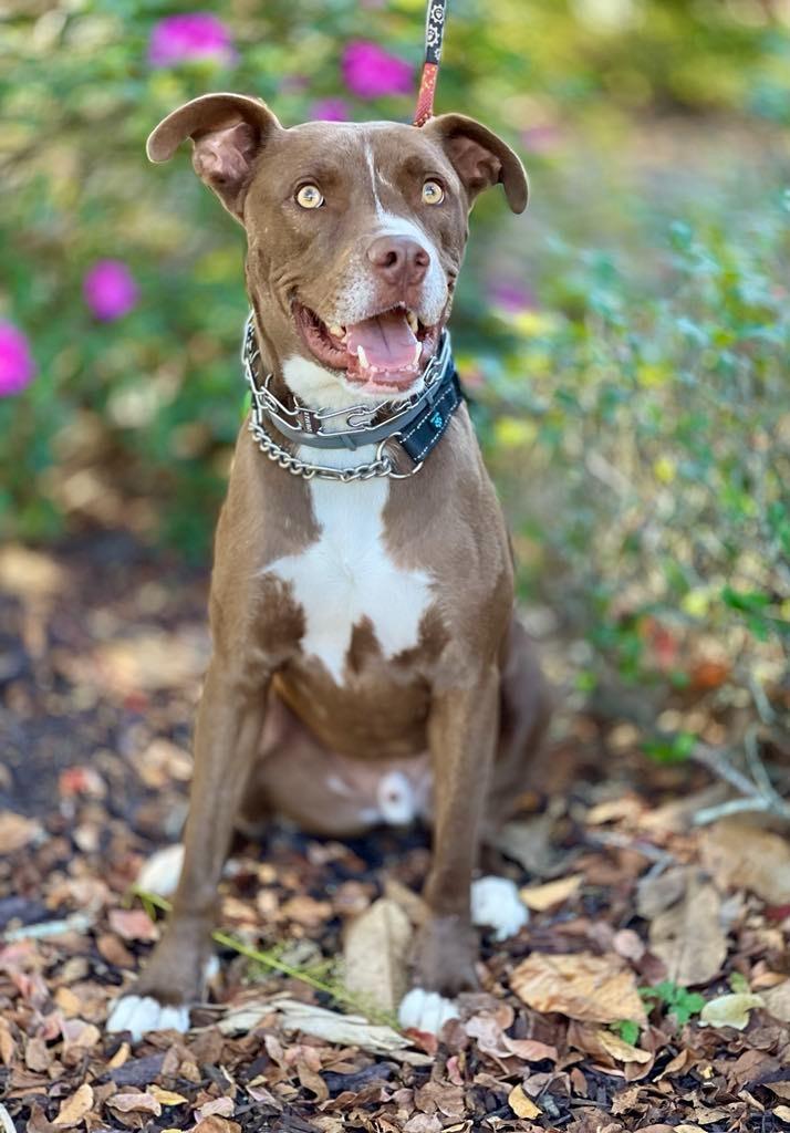 Peter aka Max, a Adoptable mixed breed in Macon, GA image 3/6