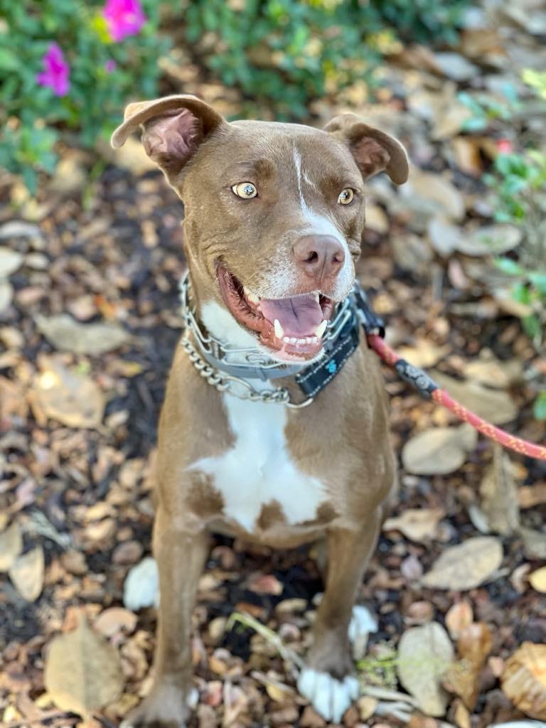 Peter aka Max, a Adoptable mixed breed in Macon, GA image 4/6