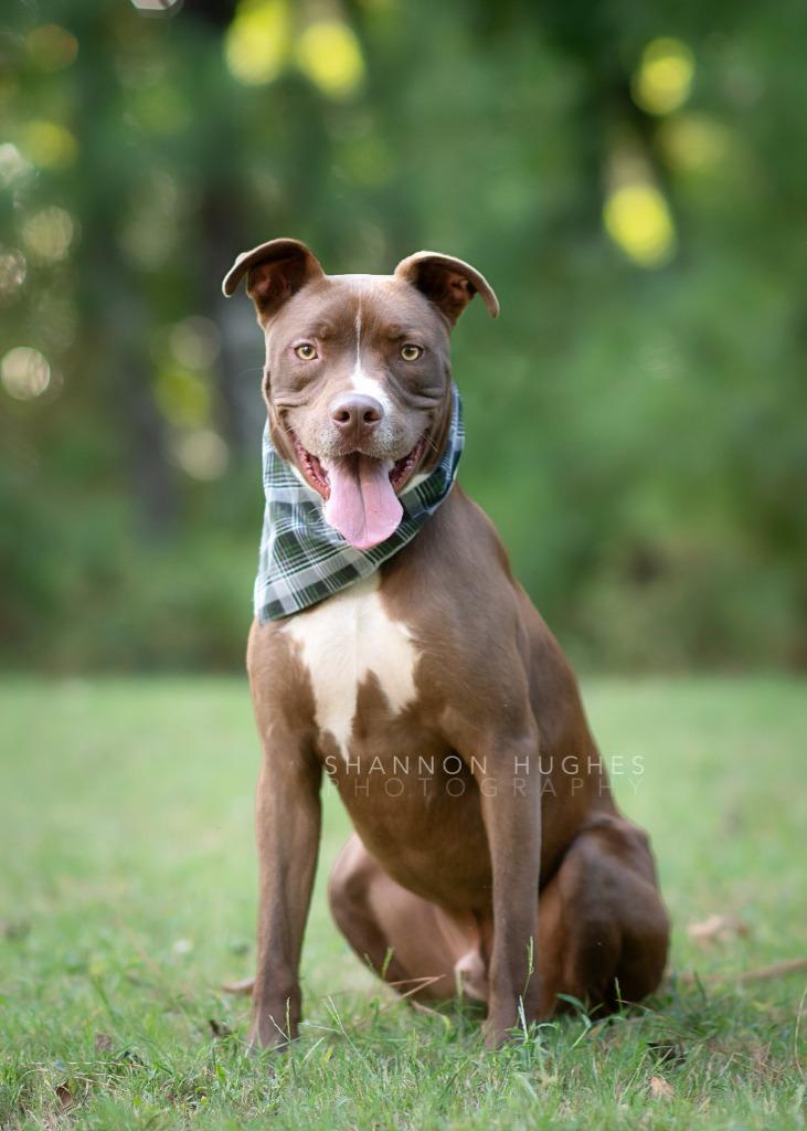Enlarge Peter aka Max, a Adoptable mixed breed in Macon, GA image 2/6