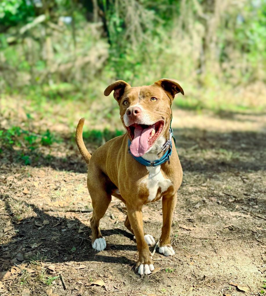 Enlarge Peter aka Max, a Adoptable mixed breed in Macon, GA image 3/6