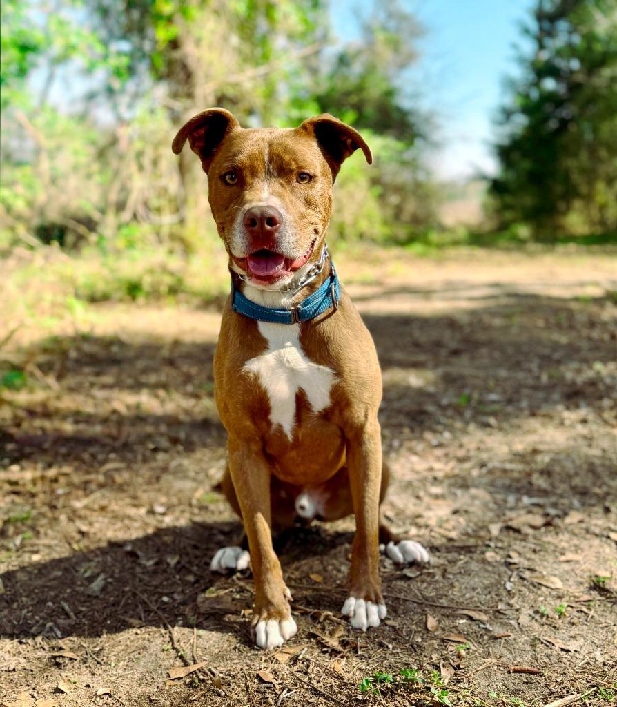 Enlarge Peter aka Max, a Adoptable mixed breed in Macon, GA image 4/6