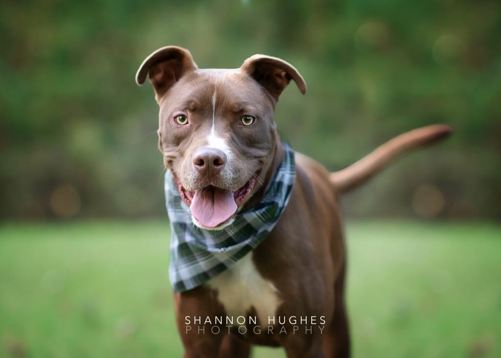 Enlarge Peter aka Max, a Adoptable mixed breed in Macon, GA image 5/6