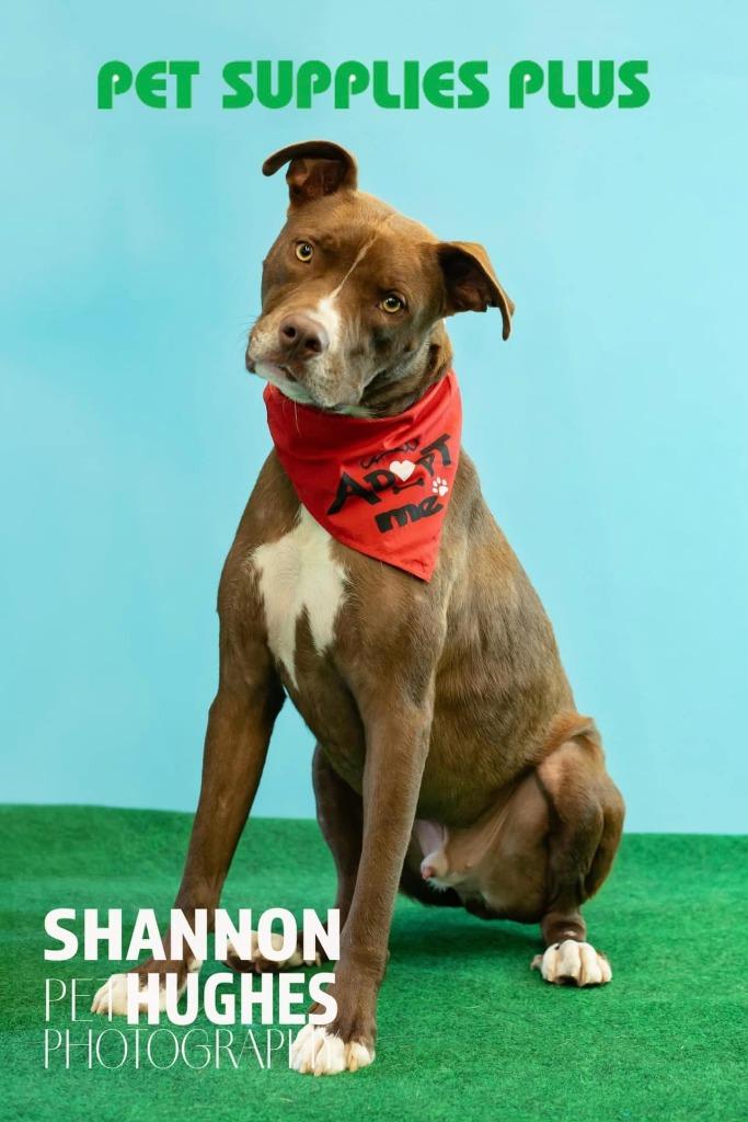 Enlarge Peter aka Max, a Adoptable mixed breed in Macon, GA image 6/6