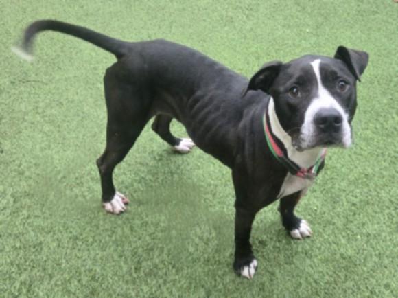 STORMY, Adoptable, Young Female American Staffordshire Terrier.