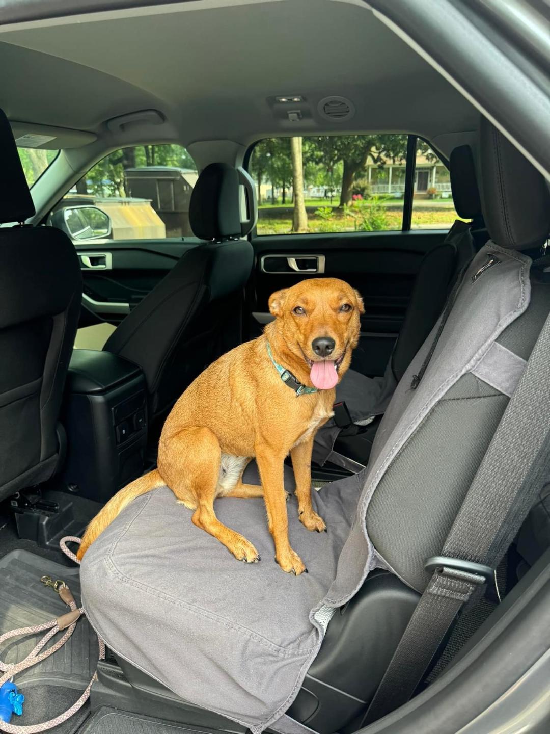 Enlarge Lucy, a Adopted Feist in Cedartown, GA image 6/6