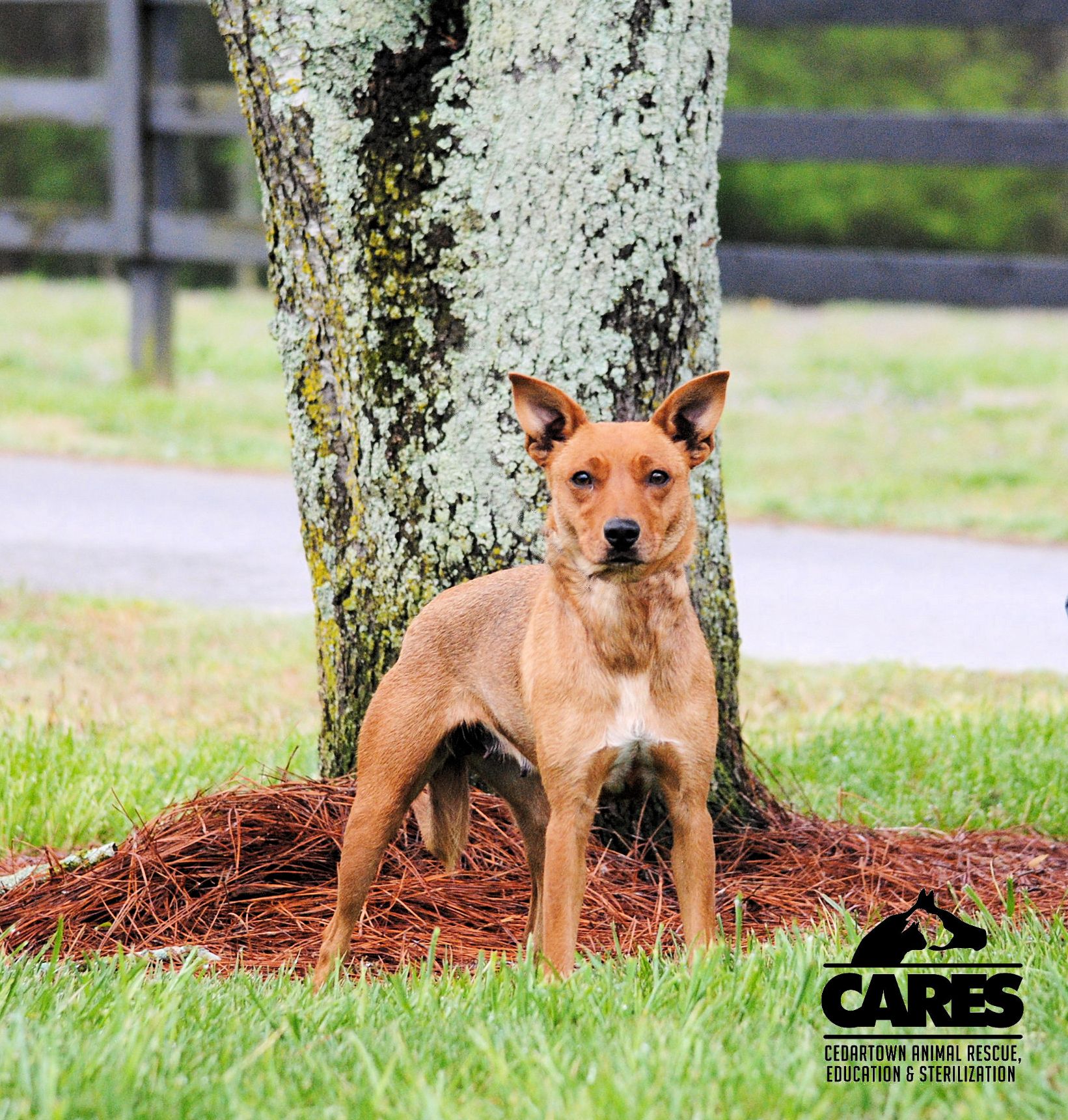 Enlarge Lucy, a Adopted Feist in Cedartown, GA image 4/6