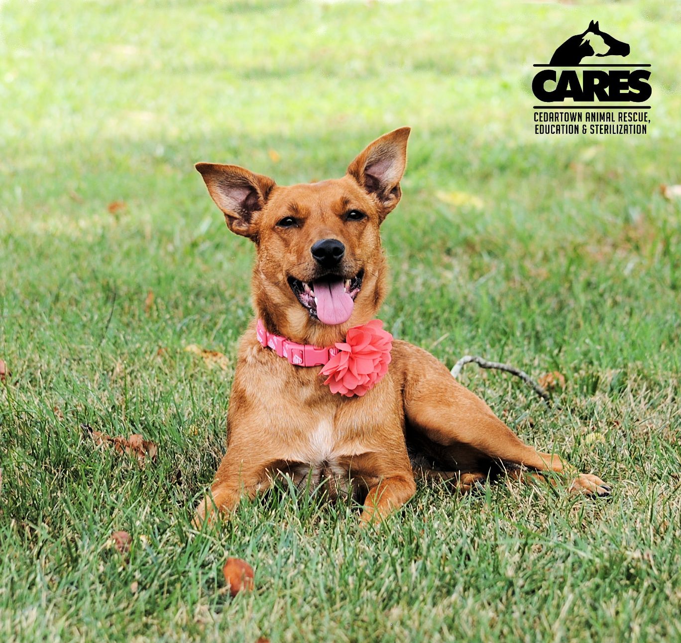 Lucy, Adopted, Adult Female Feist.