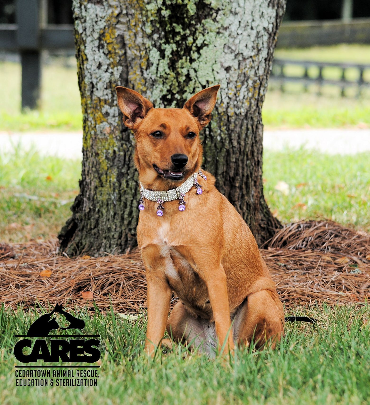 Enlarge Lucy, a Adopted Feist in Cedartown, GA image 3/6