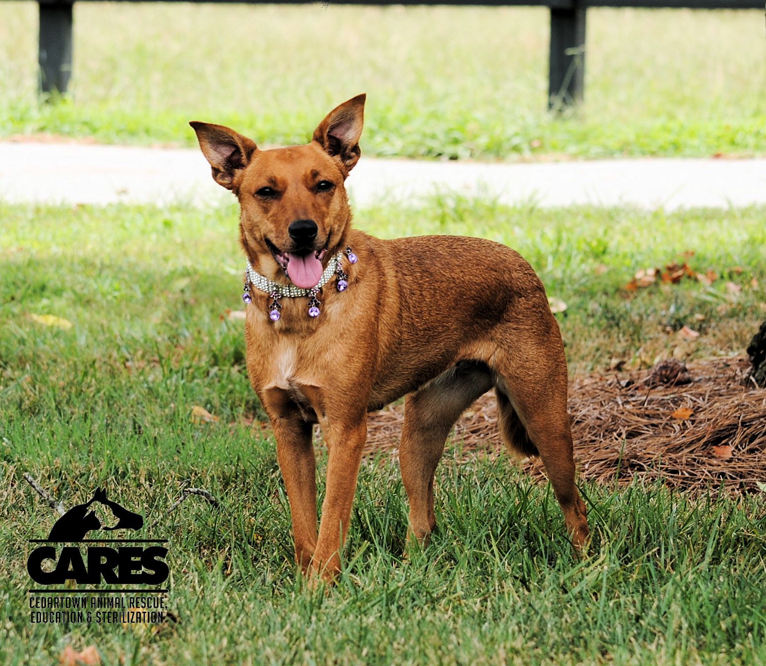 Enlarge Lucy, a Adopted Feist in Cedartown, GA image 2/6