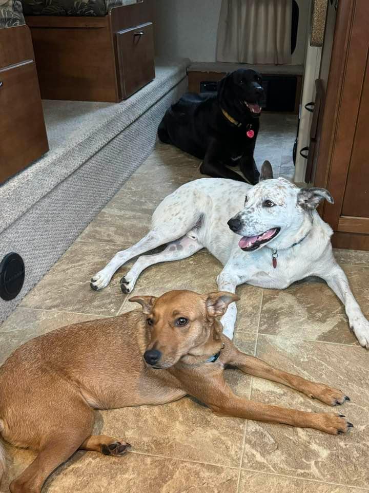 Enlarge Lucy, a Adopted Feist in Cedartown, GA image 5/6