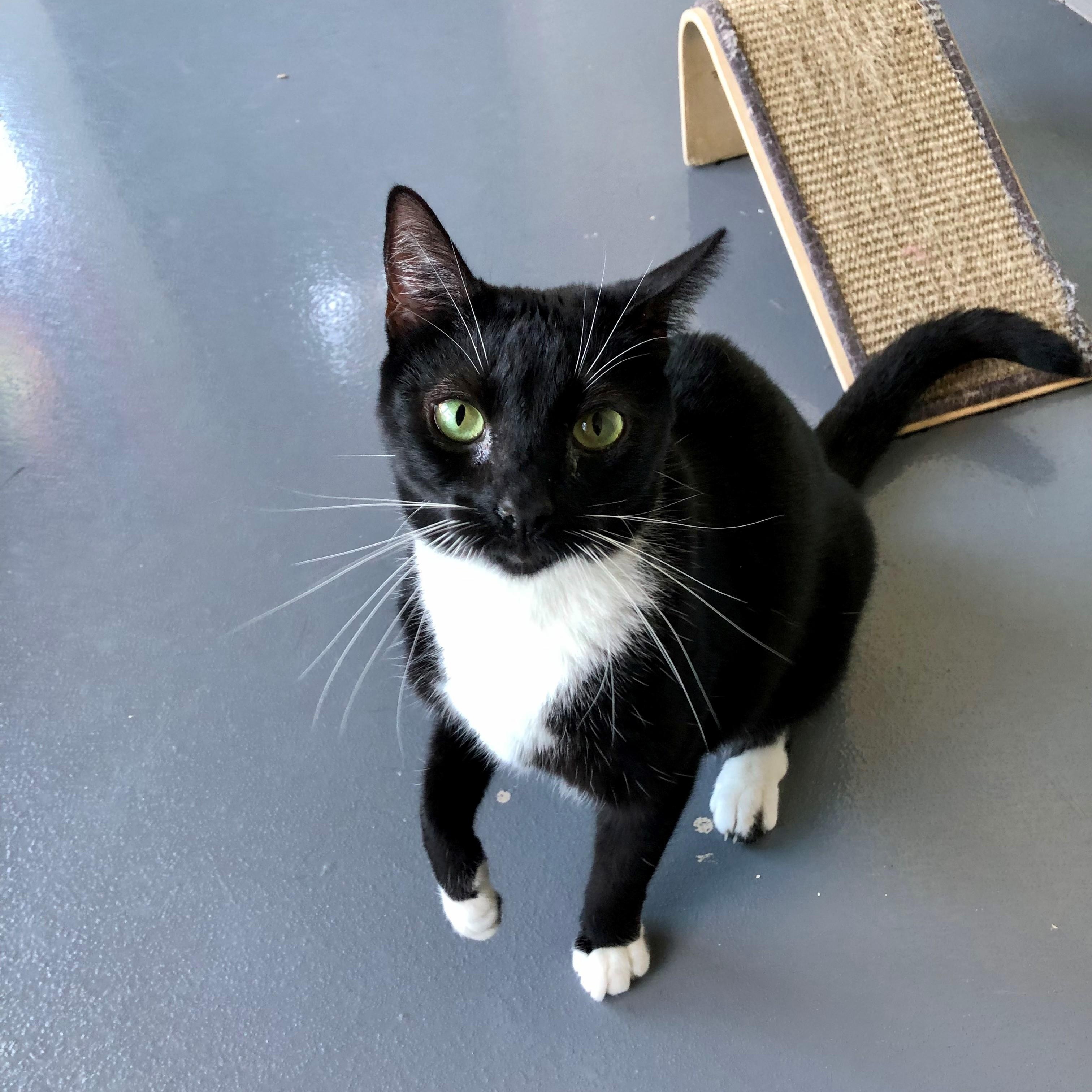 Tarot — thumbnail 3