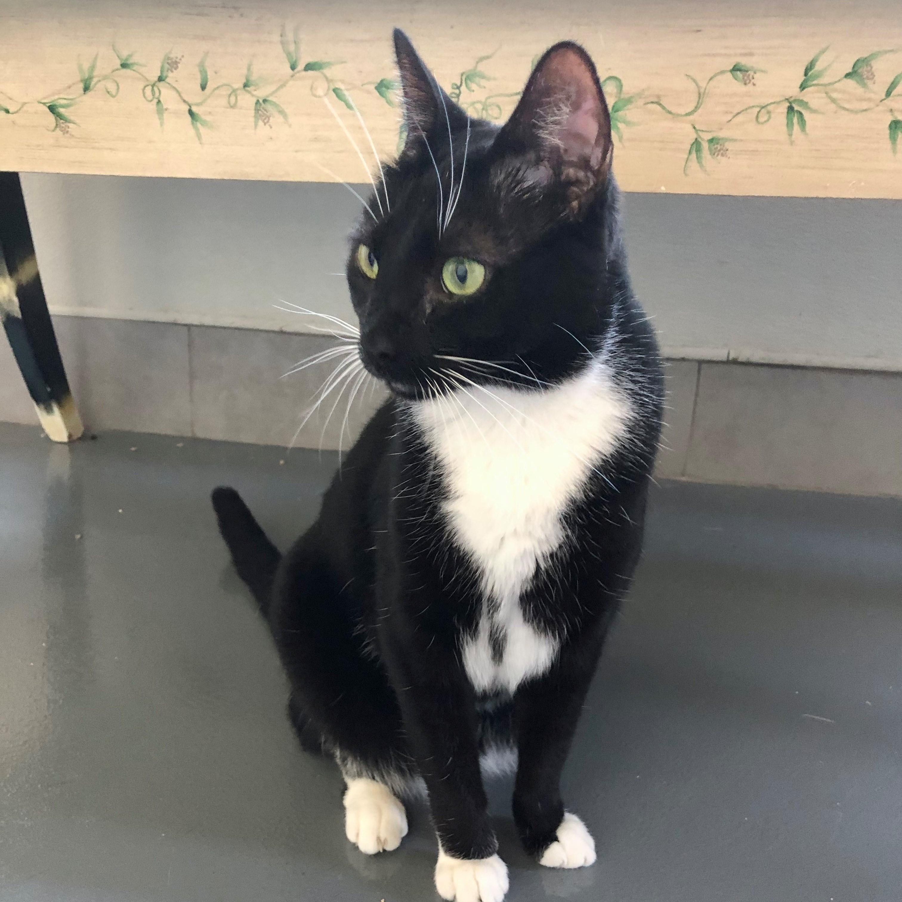 Tarot — thumbnail 4