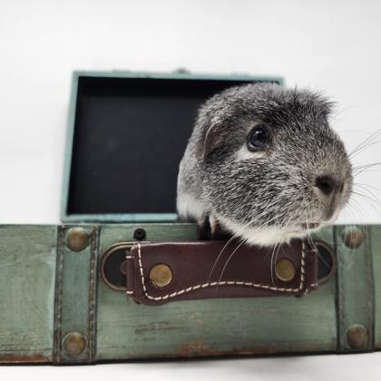 Ginny, a Adoptable Guinea Pig in Largo, FL image 2/5