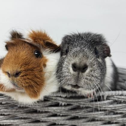 Ginny, Adoptable, Adult Female Guinea Pig.