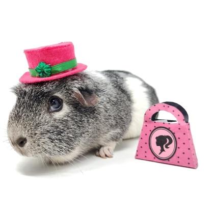 Enlarge Ginny, a Adoptable Guinea Pig in Largo, FL image 5/5