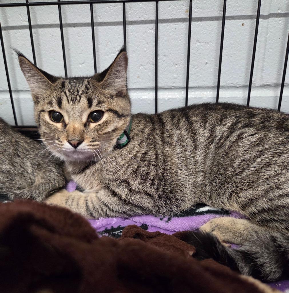 Enlarge Charlotte, a Adoptable mixed breed in Muskegon, MI image 1/1