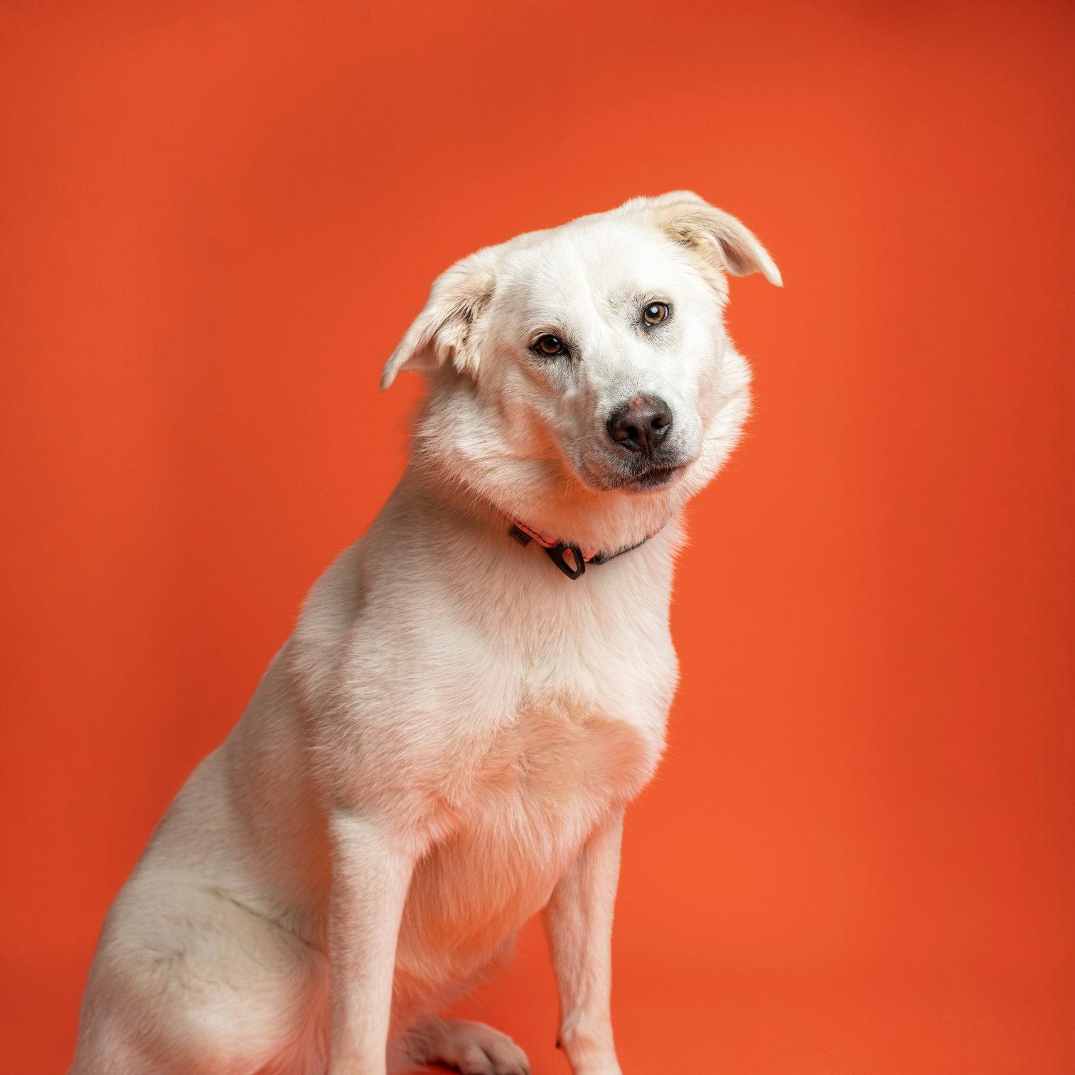 Britanny Ears, Adoptable, Adult Female Great Pyrenees.