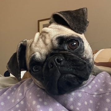 Nala, a ADOPTABLE Pug in Torrance, CA image 1/4