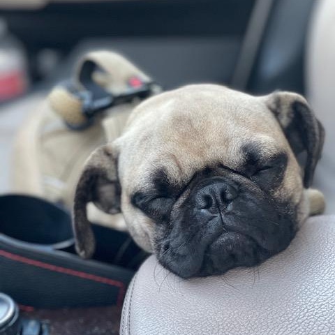 Nala, a ADOPTABLE Pug in Torrance, CA image 2/4