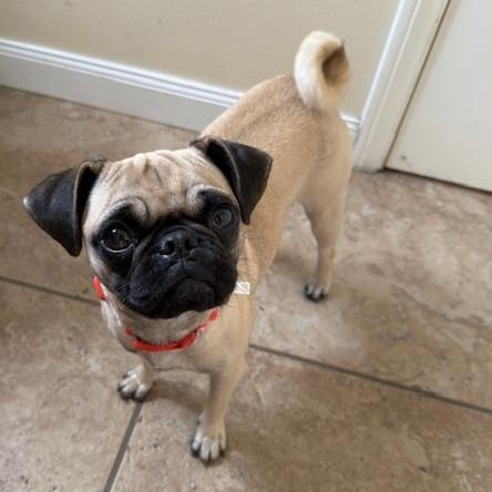 Nala, a ADOPTABLE Pug in Torrance, CA image 3/4