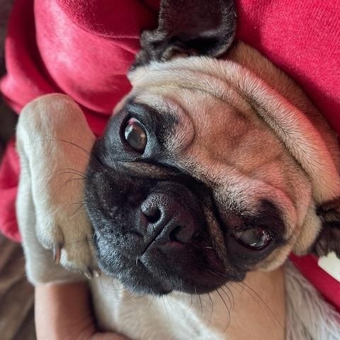 Nala, a ADOPTABLE Pug in Torrance, CA image 4/4