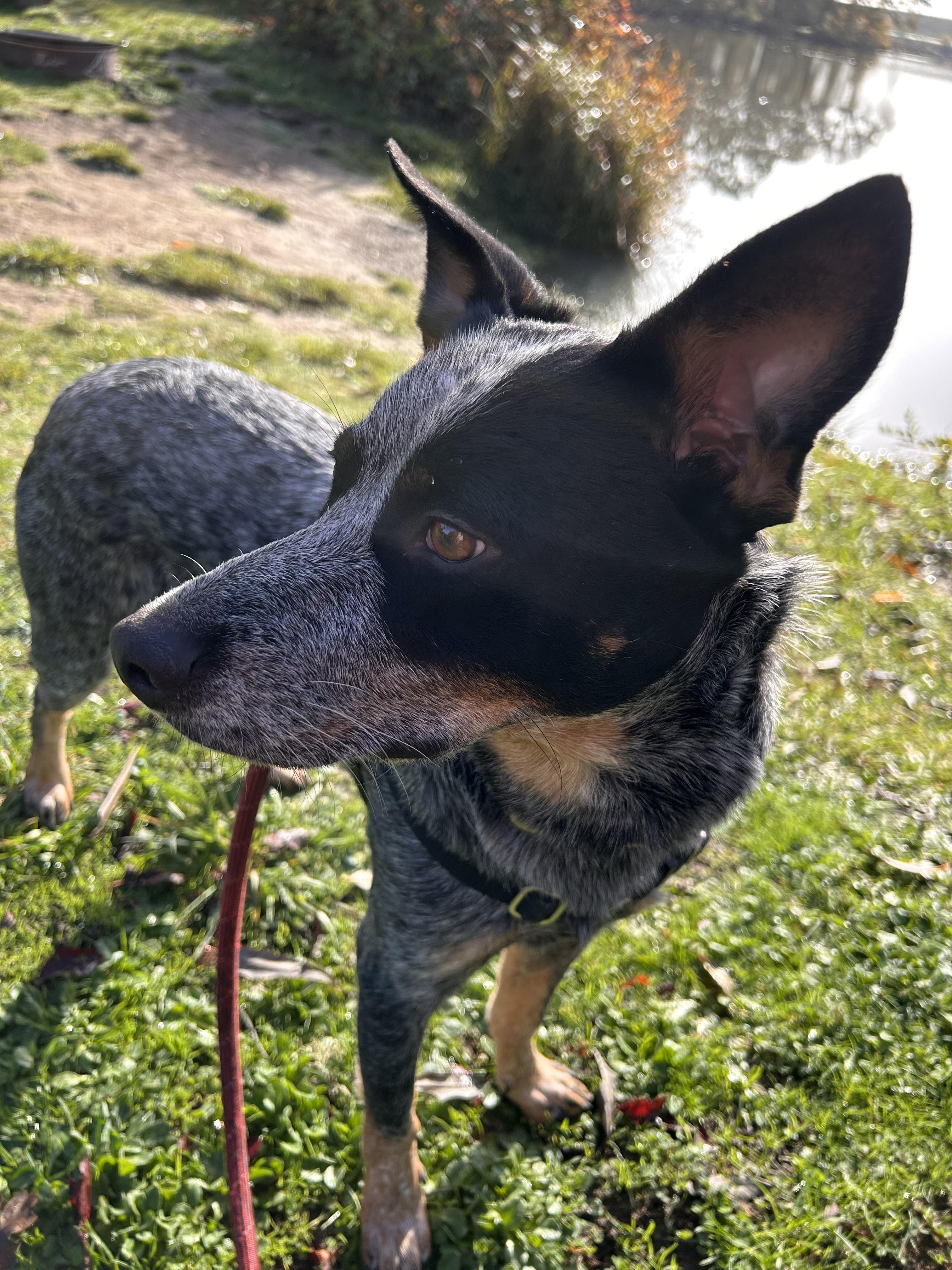 Indie, a Adoptable Australian Cattle Dog / Blue Heeler in Salem, OR image 2/5