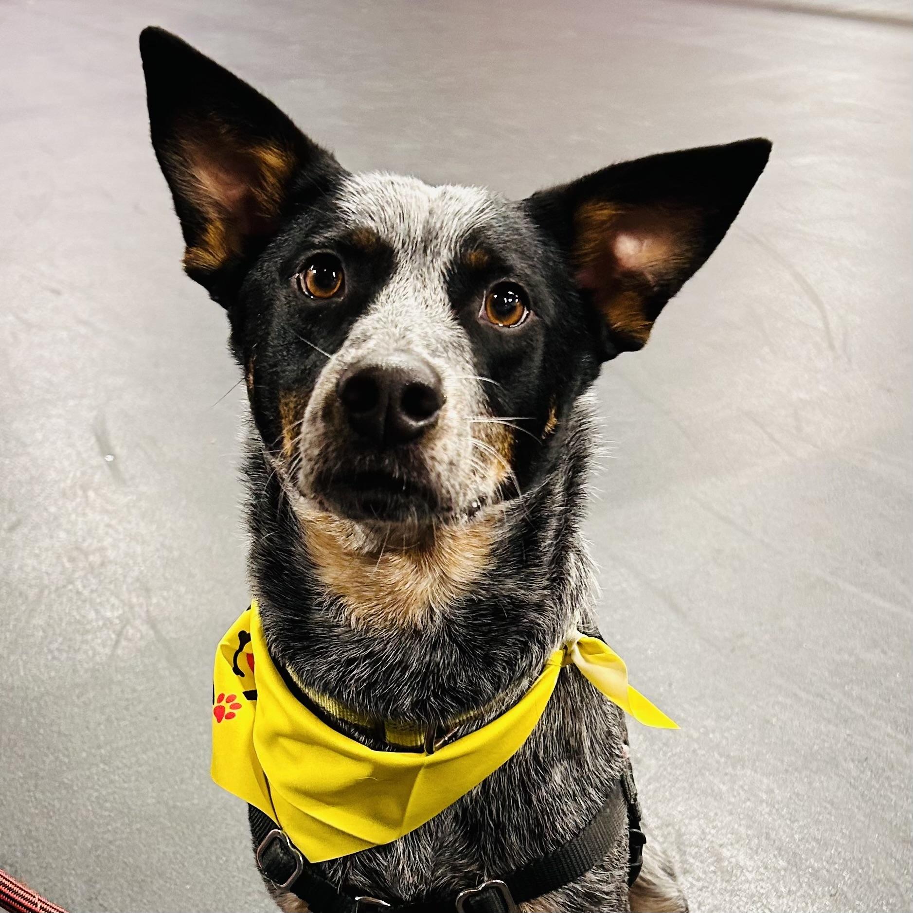 Indie, a Adoptable Australian Cattle Dog / Blue Heeler in Salem, OR image 1/5