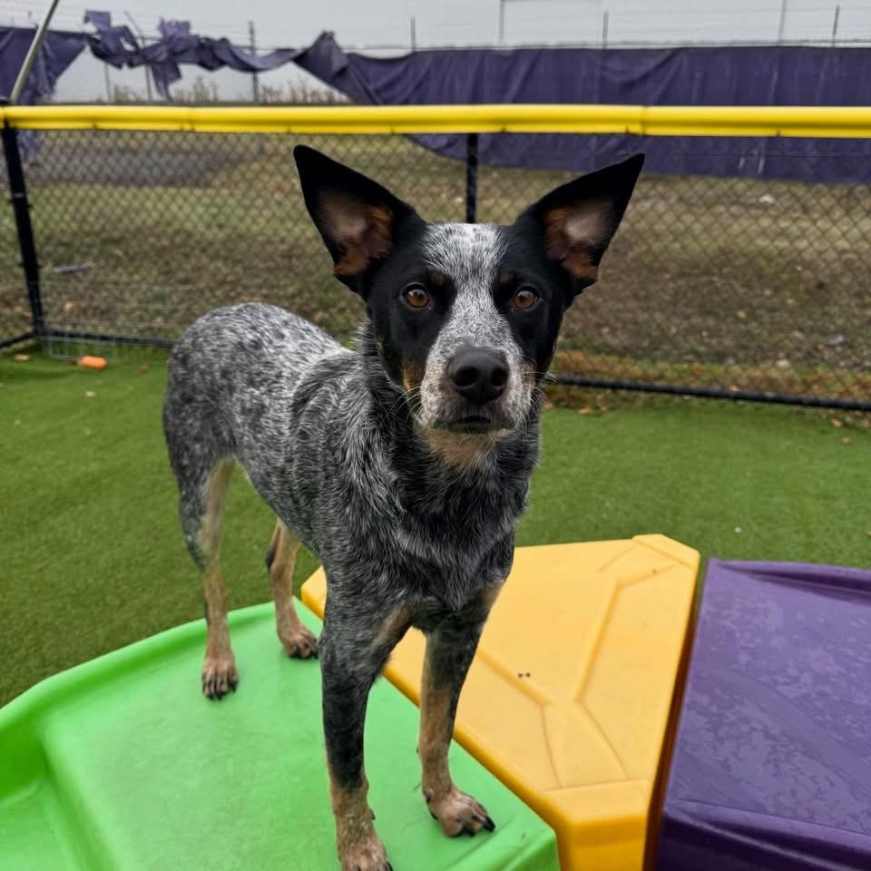Indie, a Adoptable Australian Cattle Dog / Blue Heeler in Salem, OR image 4/5