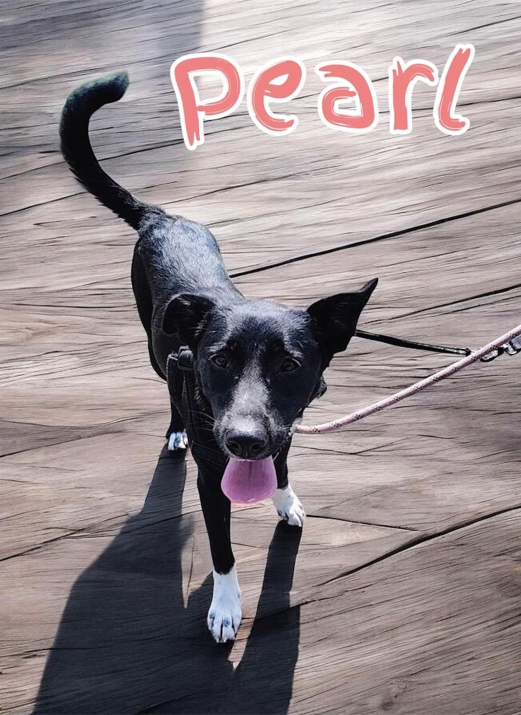 Pearl, Adoptable, Adult Female Labrador Retriever & Border Collie.