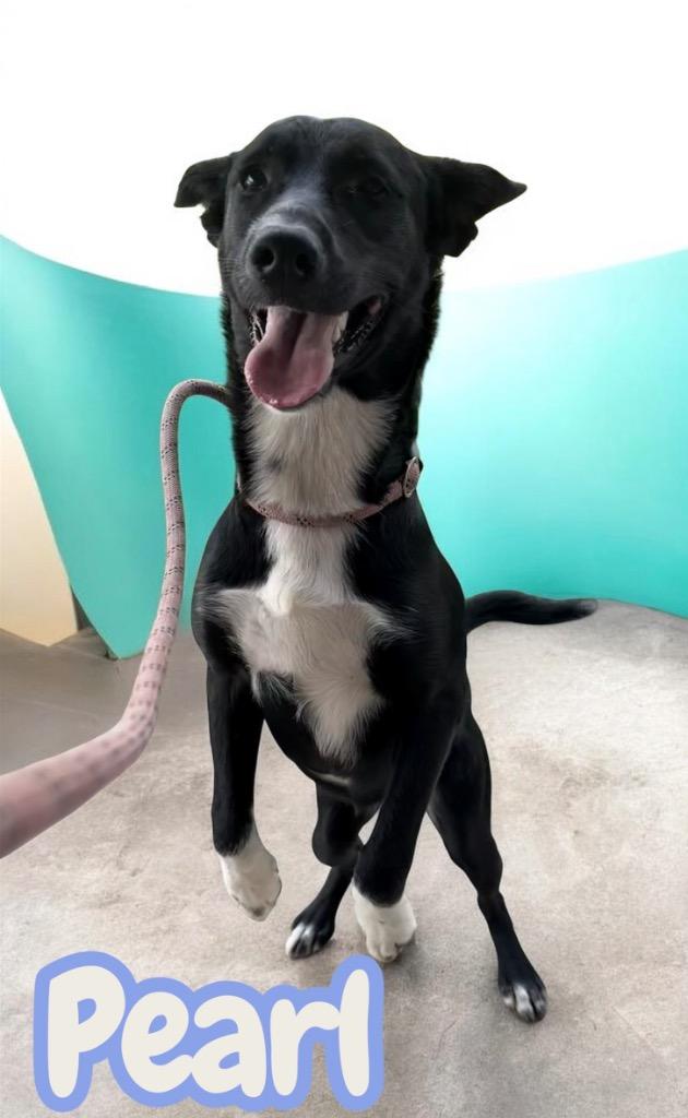 Pearl, a Adoptable mixed breed in Camden, TN image 2/2