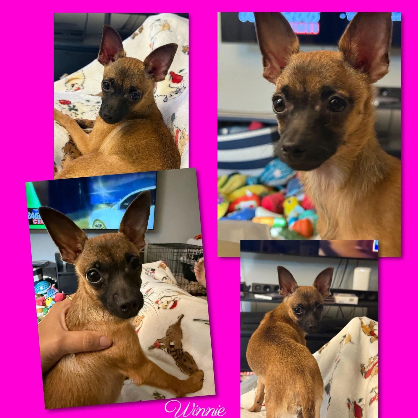 Edwina AKA Winnie, Adopted, Puppy Female Chihuahua.