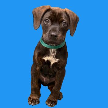 Puck — thumbnail 2