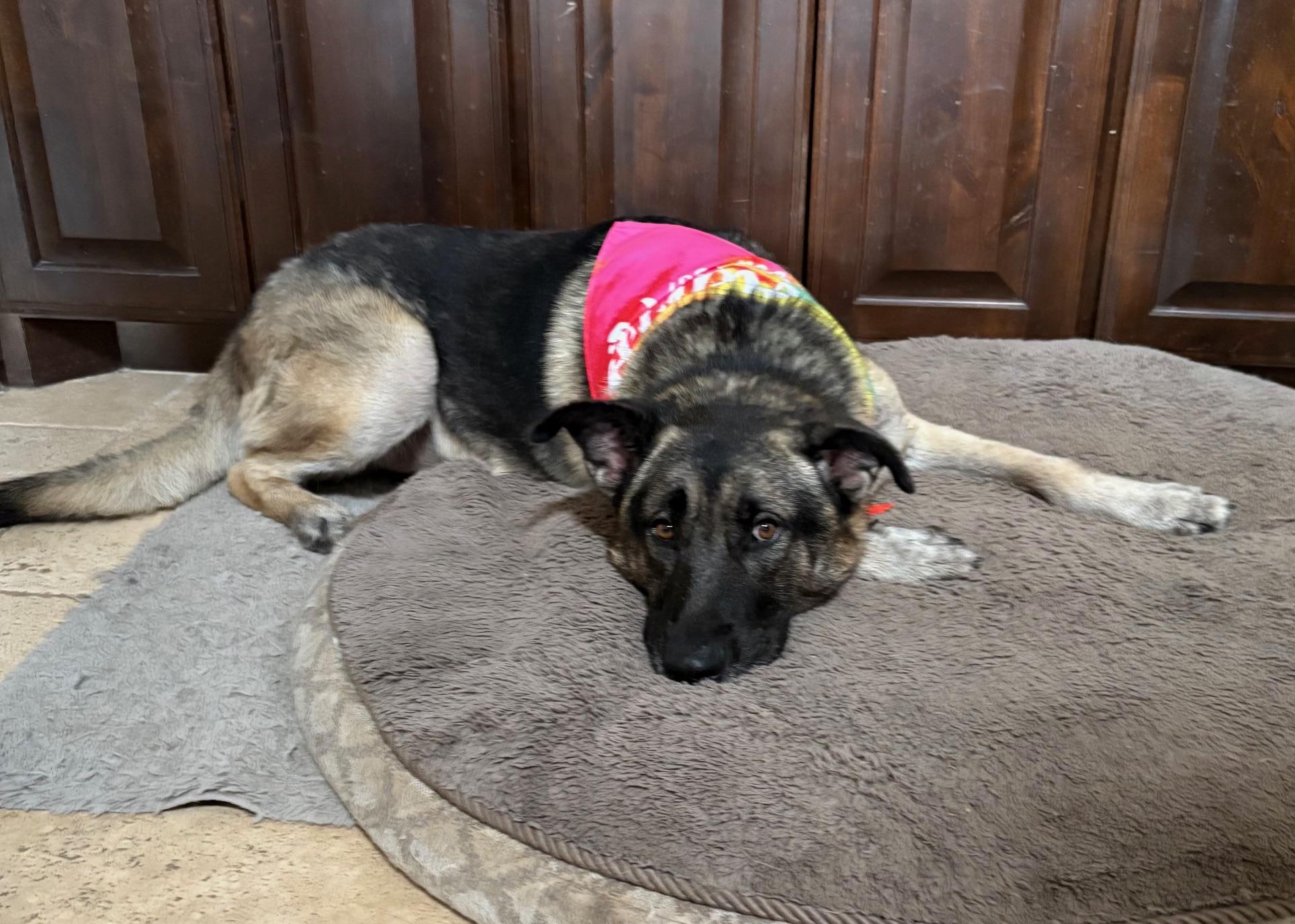 Enlarge Harry, an adopted mixed breed in Schaumburg, IL image 1/6