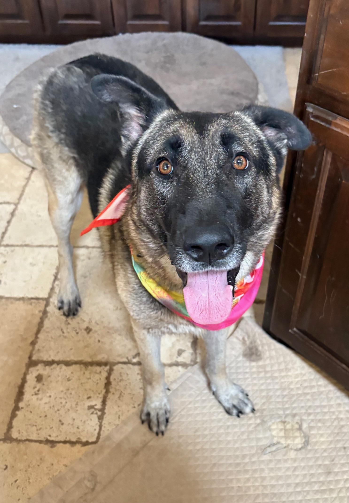 Enlarge Harry, an adopted mixed breed in Schaumburg, IL image 6/6