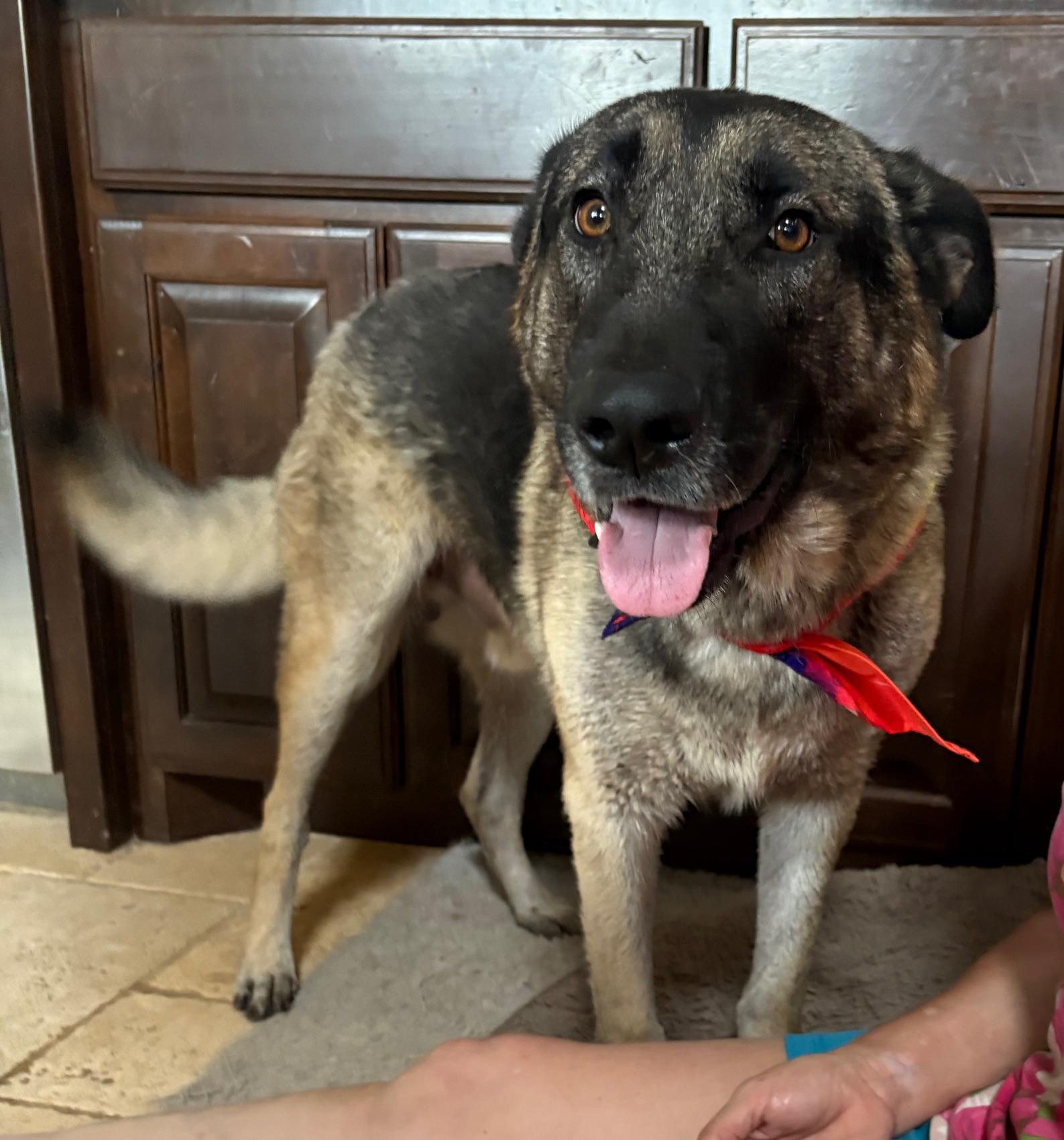 Enlarge Harry, an adopted mixed breed in Schaumburg, IL image 2/6