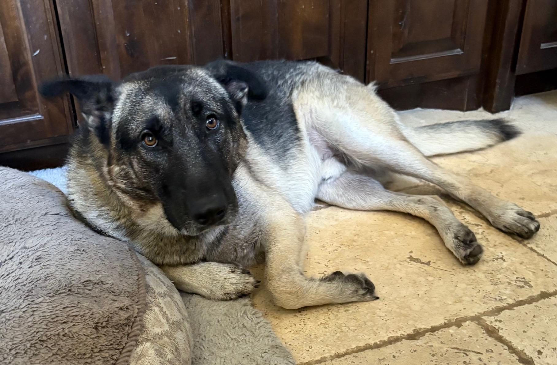 Enlarge Harry, an adopted mixed breed in Schaumburg, IL image 4/6