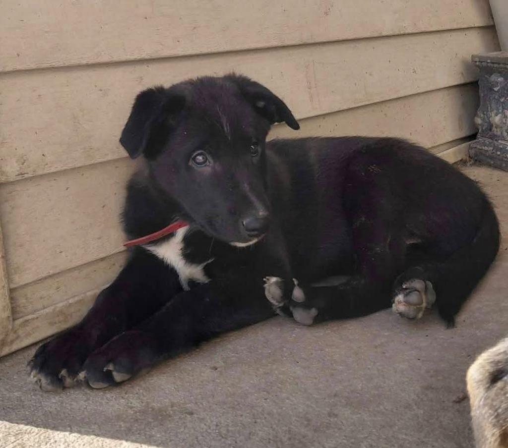 Blasted Billy, Adoptable, Puppy Male Mixed Breed.
