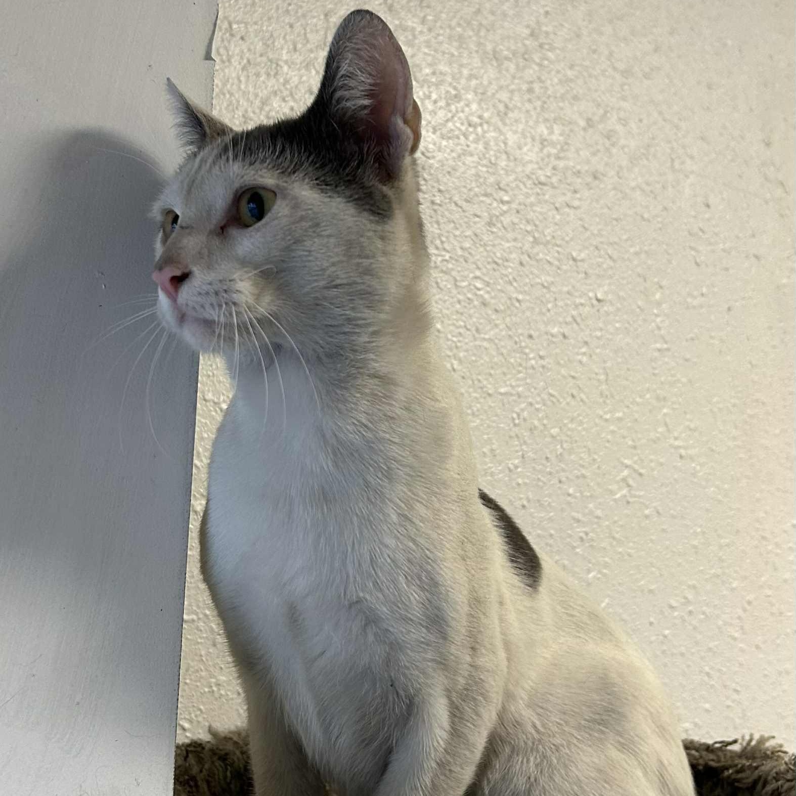 Enlarge Trouble Puffs, a Adoptable mixed breed in Antioch, CA image 2/3