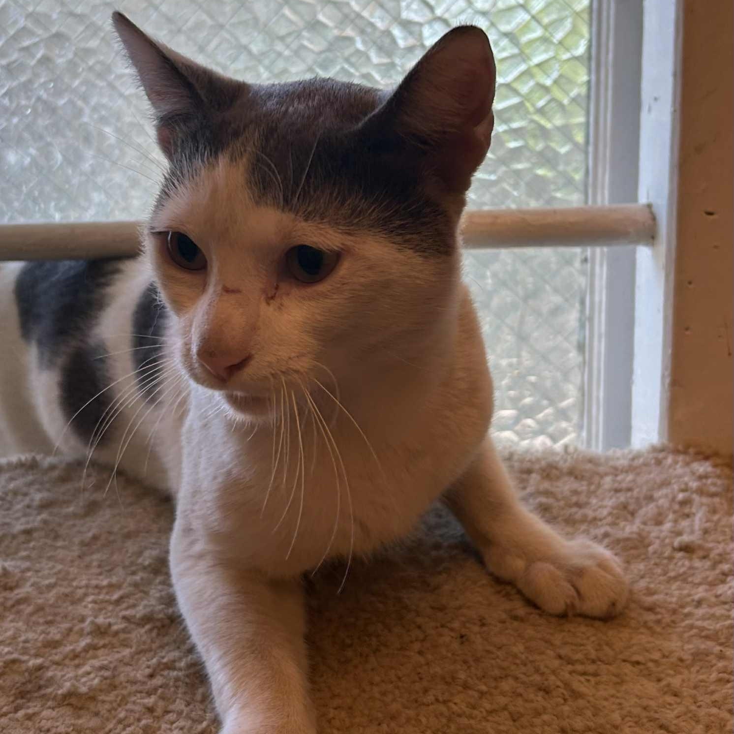 Enlarge Trouble Puffs, a Adoptable mixed breed in Antioch, CA image 3/3