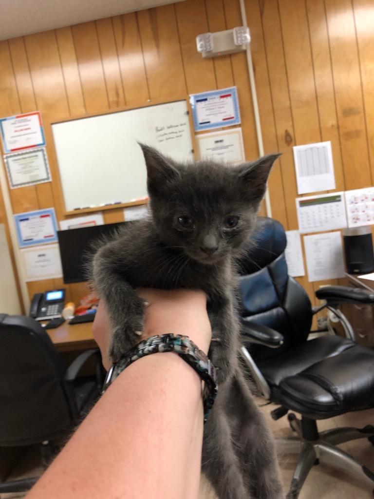 Pluto, Adopted, Kitten Male Domestic Short Hair.
