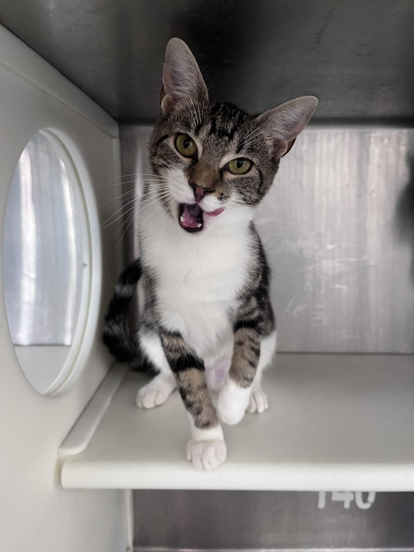 Enlarge Raisin, a Adoptable mixed breed in Carrollton, GA image 3/3