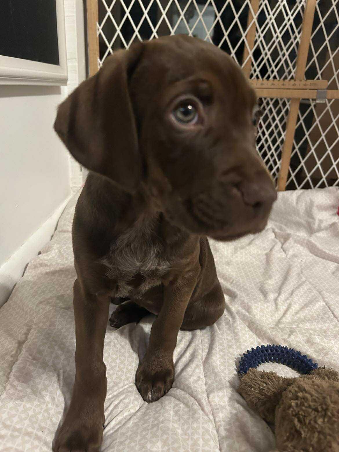 Enlarge Charlotte, a ADOPTABLE mixed breed in Penfield, NY image 2/4