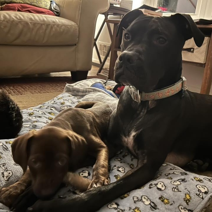 Enlarge Charlotte, a ADOPTABLE mixed breed in Penfield, NY image 4/4