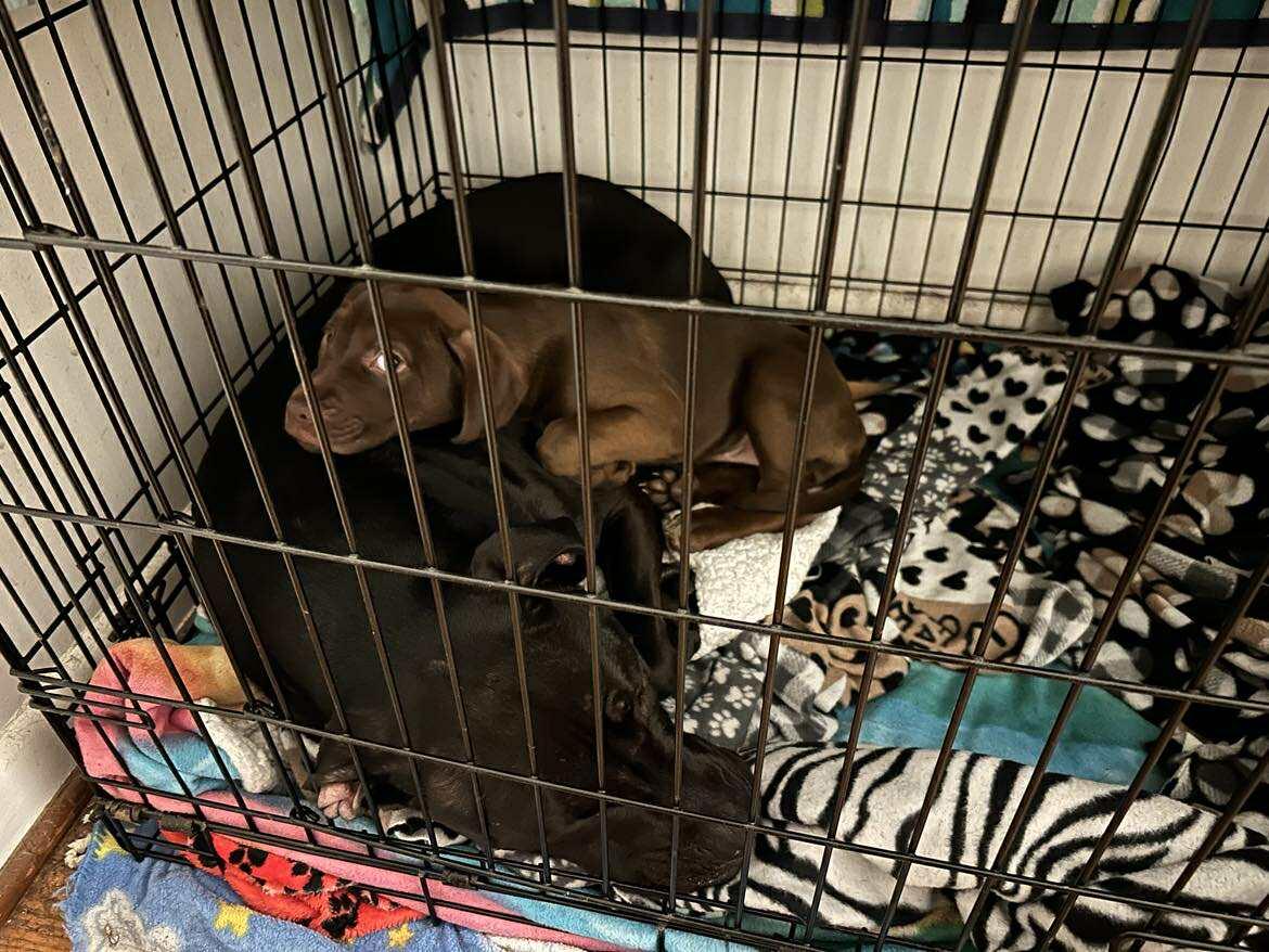 Enlarge Charlotte, a ADOPTABLE mixed breed in Penfield, NY image 3/4