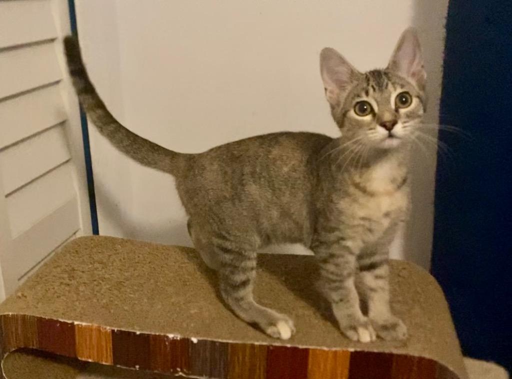 Rainbow Brite, Adoptable, Kitten Female Tabby.
