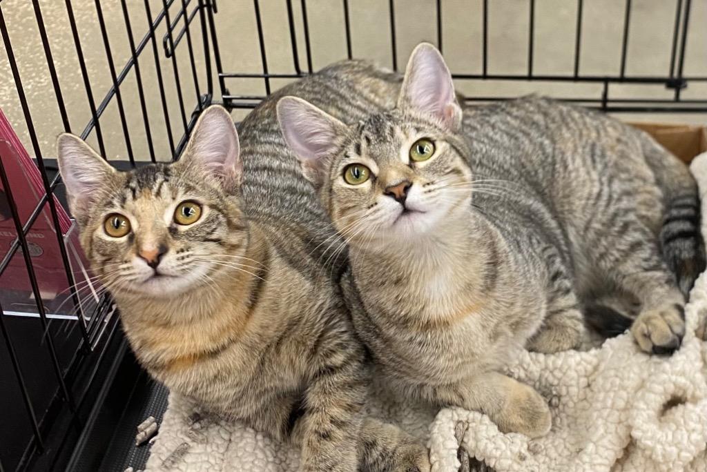 Enlarge Rainbow Brite, a Adoptable Tabby in Orlando, FL image 3/3