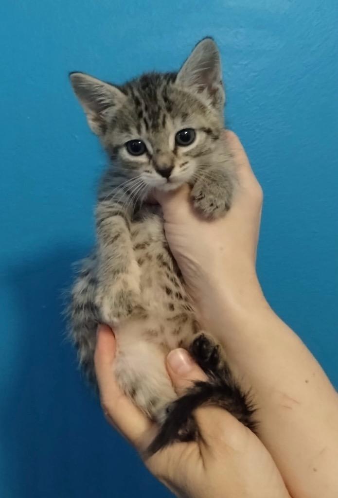Rainbow Brite, Adoptable, Kitten Female Domestic Short Hair.