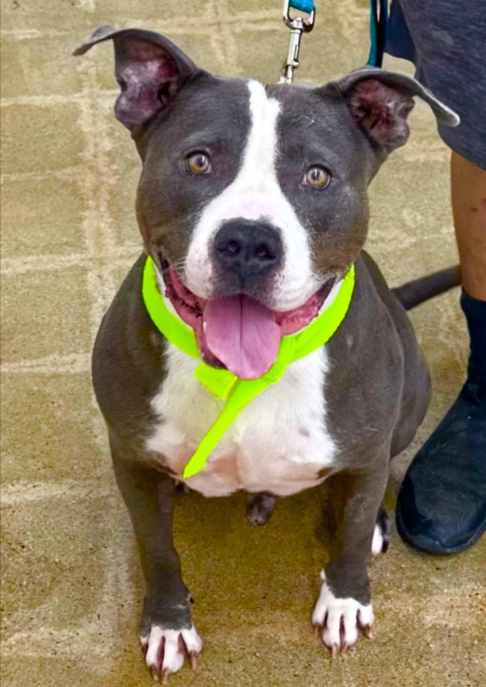 Bruce- A Wonderful Dog