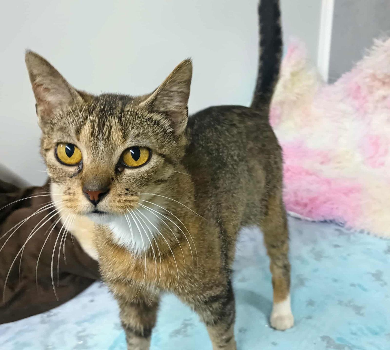 Sadie ADULT FEMALE TABBY FIV+, Adoptable, Adult Female Domestic Short Hair & Tabby.